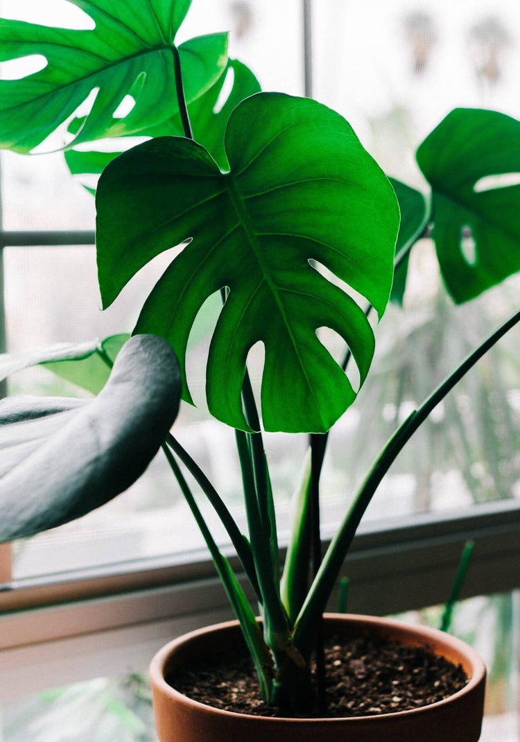 Pots and Plants